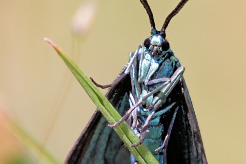 Satin-Green Forester Moth (Pollanisus viridipulverulenta)